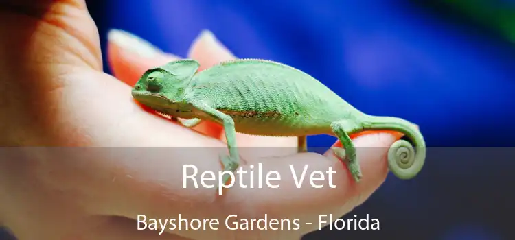 Reptile Vet Bayshore Gardens - Florida