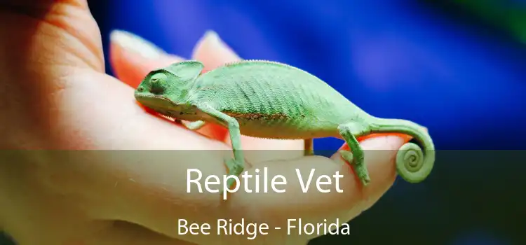 Reptile Vet Bee Ridge - Florida