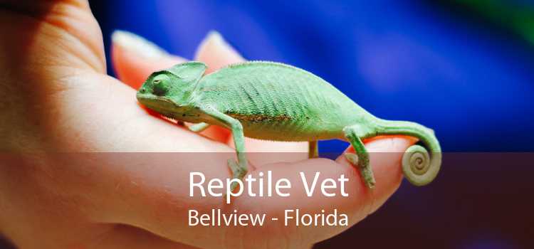Reptile Vet Bellview - Florida