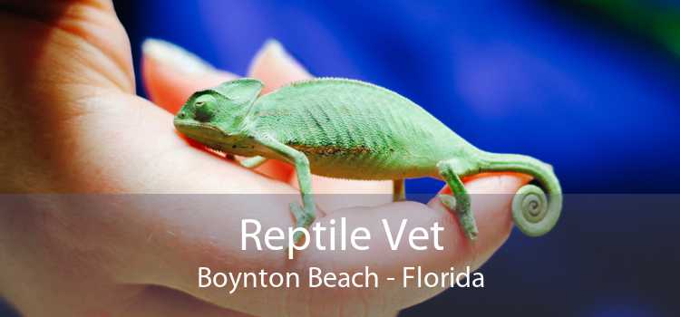 Reptile Vet Boynton Beach - Florida
