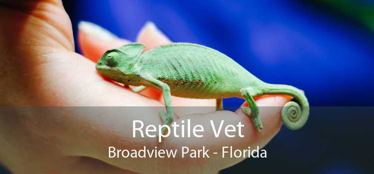 Reptile Vet Broadview Park - Florida