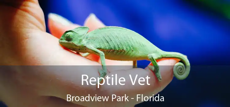 Reptile Vet Broadview Park - Florida