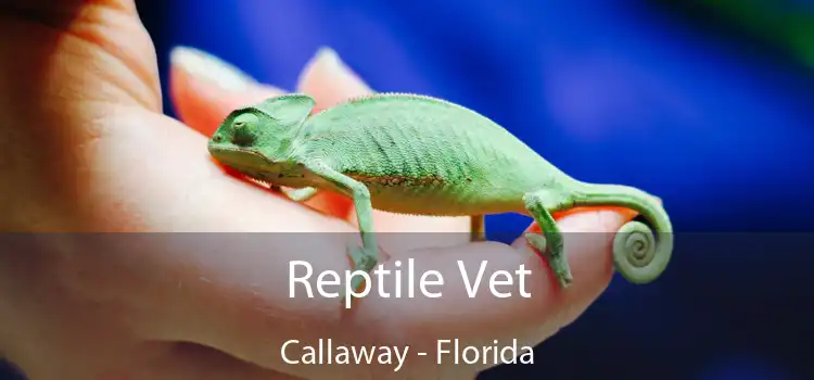 Reptile Vet Callaway - Florida