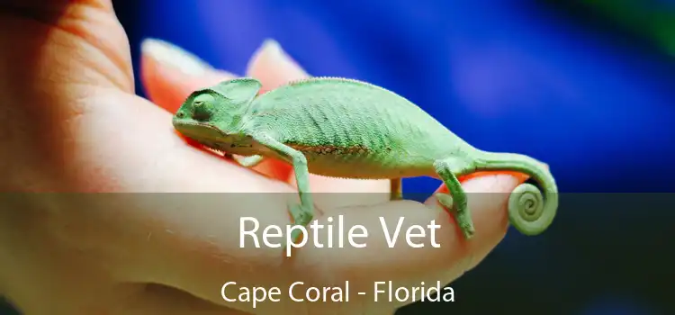 Reptile Vet Cape Coral - Florida