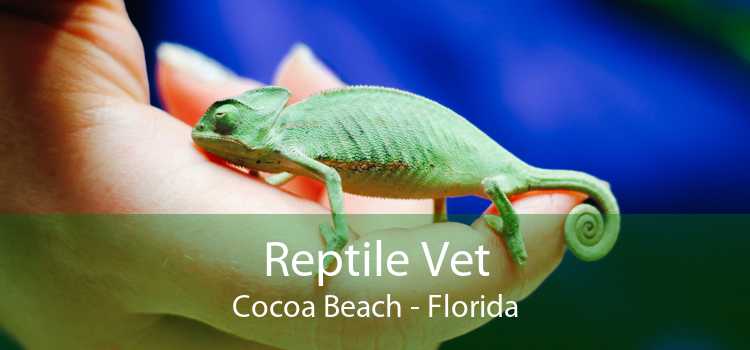 Reptile Vet Cocoa Beach - Florida