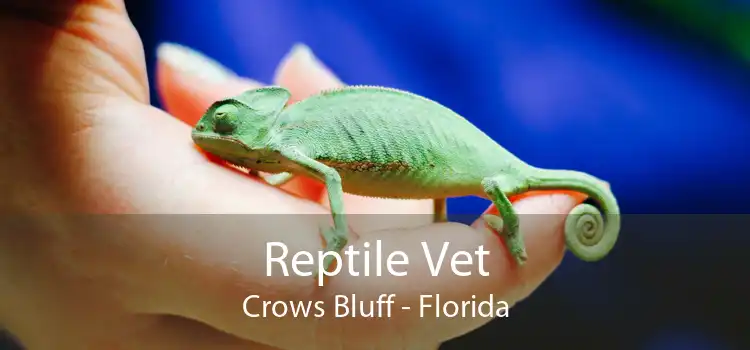 Reptile Vet Crows Bluff - Florida