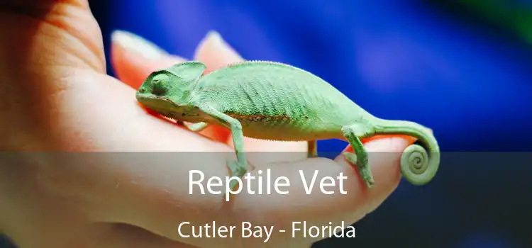 Reptile Vet Cutler Bay - Florida