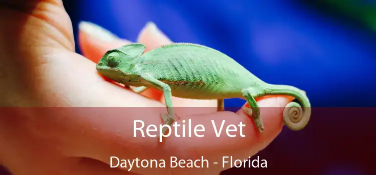 Reptile Vet Daytona Beach - Florida