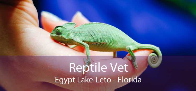 Reptile Vet Egypt Lake-Leto - Florida
