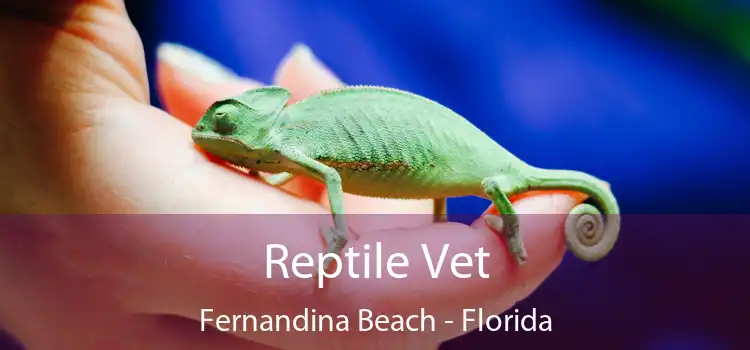 Reptile Vet Fernandina Beach - Florida