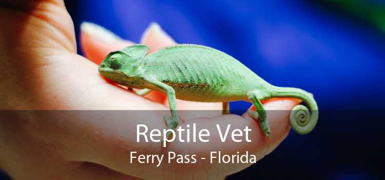 Reptile Vet Ferry Pass - Florida