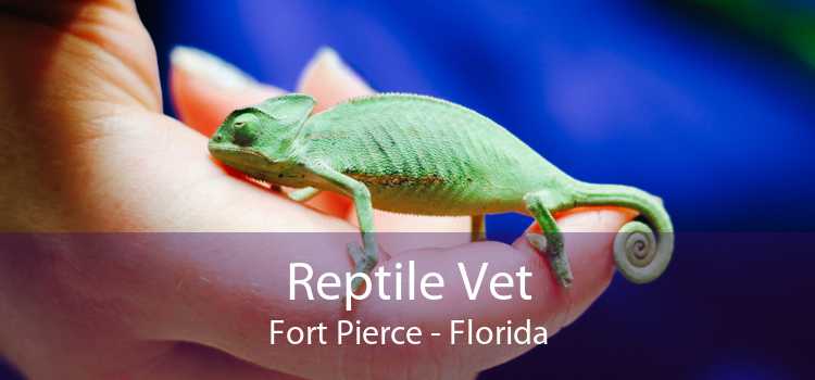 Reptile Vet Fort Pierce - Florida