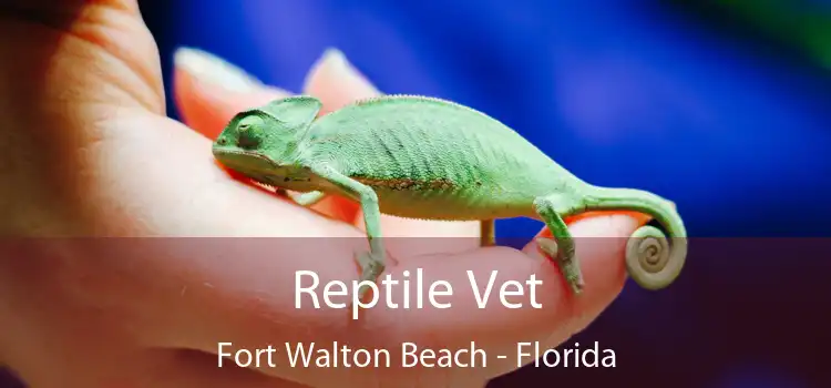 Reptile Vet Fort Walton Beach - Florida