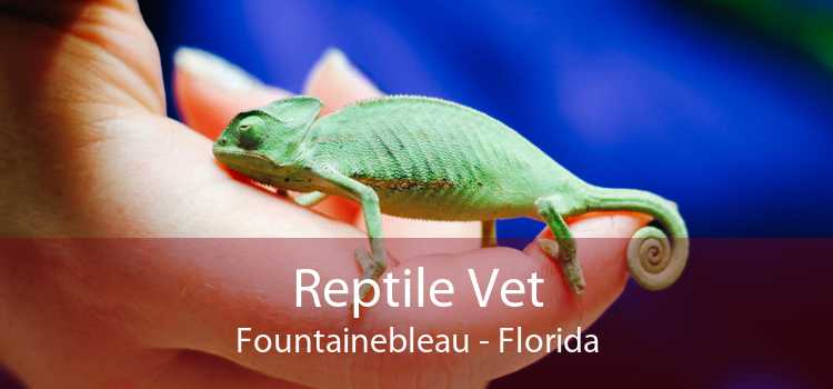 Reptile Vet Fountainebleau - Florida