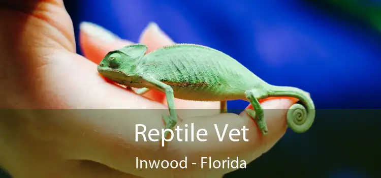 Reptile Vet Inwood - Florida