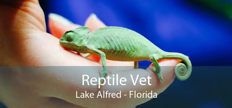 Reptile Vet Lake Alfred - Florida