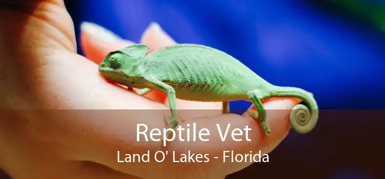 Reptile Vet Land O' Lakes - Florida