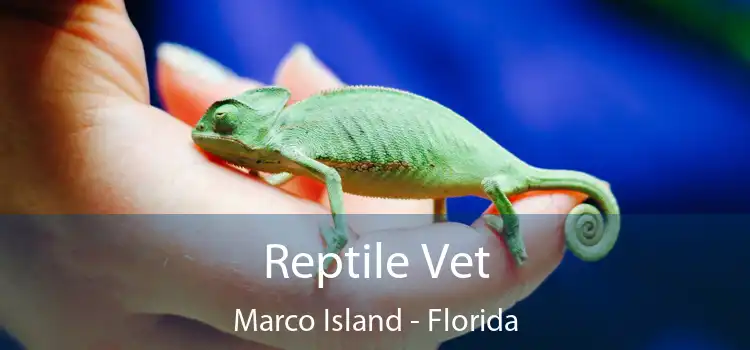 Reptile Vet Marco Island - Florida