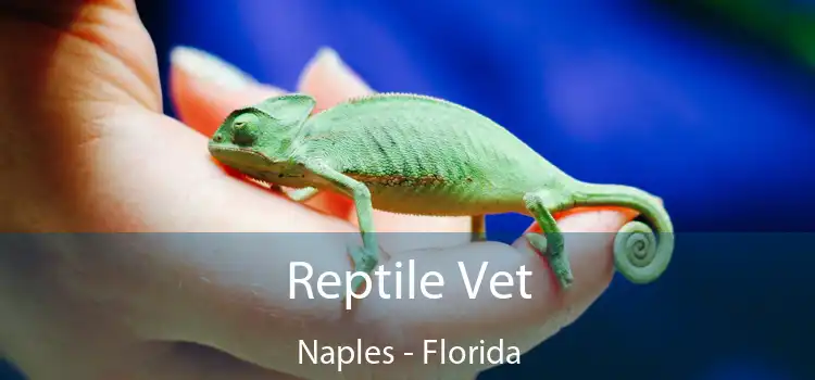 Reptile Vet Naples - Florida