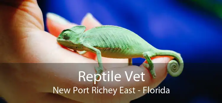 Reptile Vet New Port Richey East - Florida