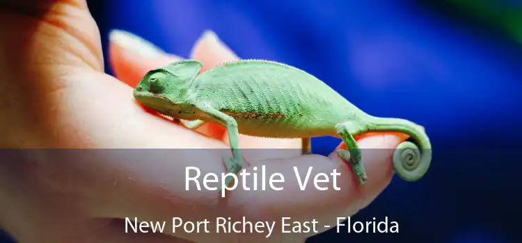 Reptile Vet New Port Richey East - Florida