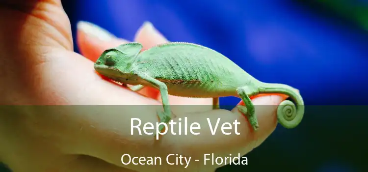 Reptile Vet Ocean City - Florida