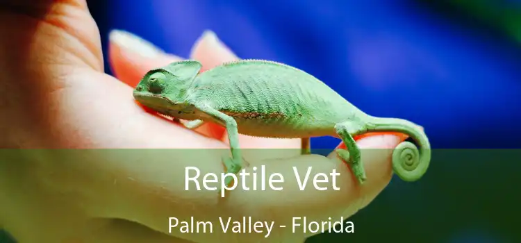 Reptile Vet Palm Valley - Florida