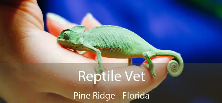 Reptile Vet Pine Ridge - Florida