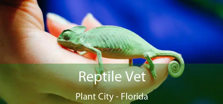 Reptile Vet Plant City - Florida