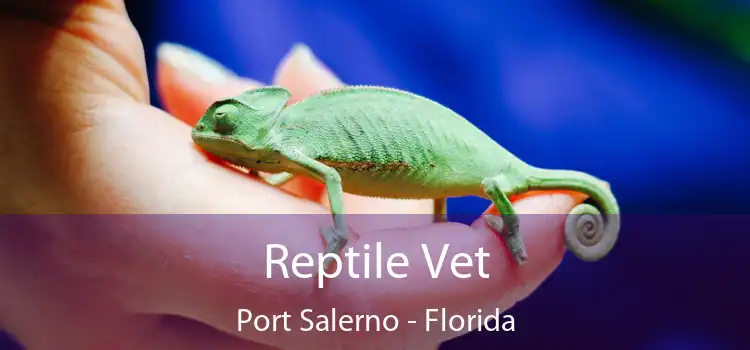 Reptile Vet Port Salerno - Florida