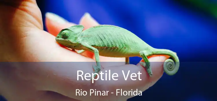 Reptile Vet Rio Pinar - Florida