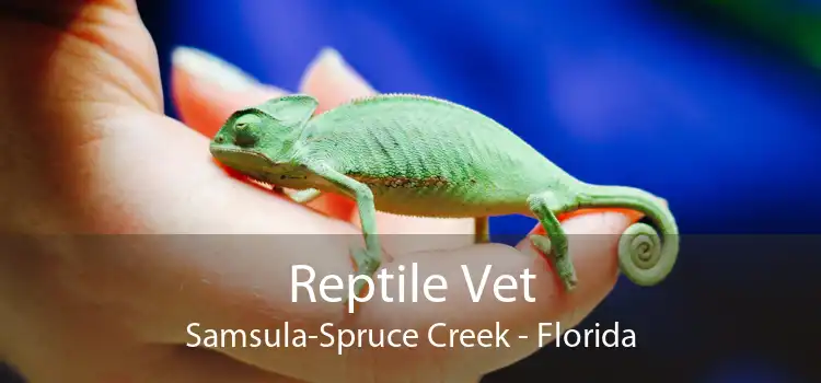 Reptile Vet Samsula-Spruce Creek - Florida