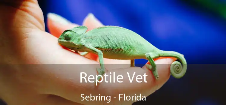 Reptile Vet Sebring - Florida