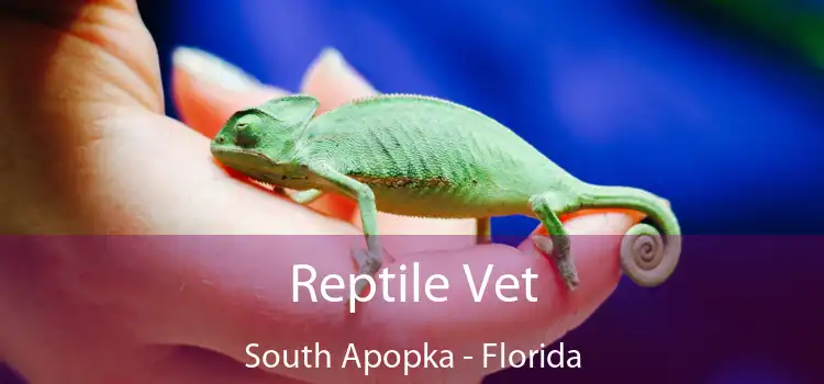 Reptile Vet South Apopka - Florida