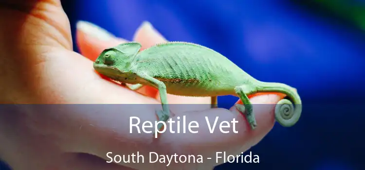 Reptile Vet South Daytona - Florida