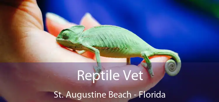 Reptile Vet St. Augustine Beach - Florida