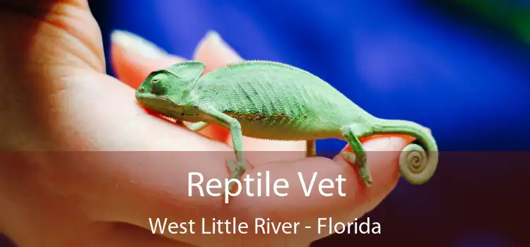 Reptile Vet West Little River - Florida