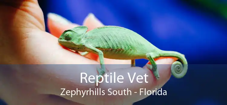 Reptile Vet Zephyrhills South - Florida