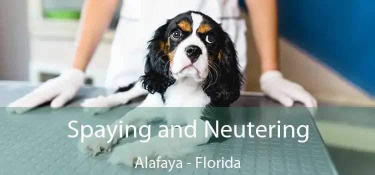 Spaying and Neutering Alafaya - Florida