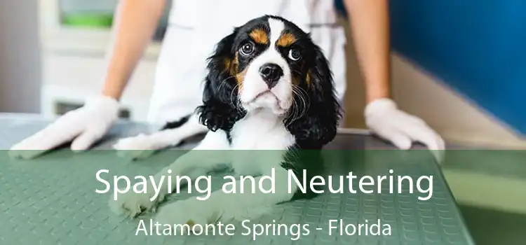 Spaying and Neutering Altamonte Springs - Florida