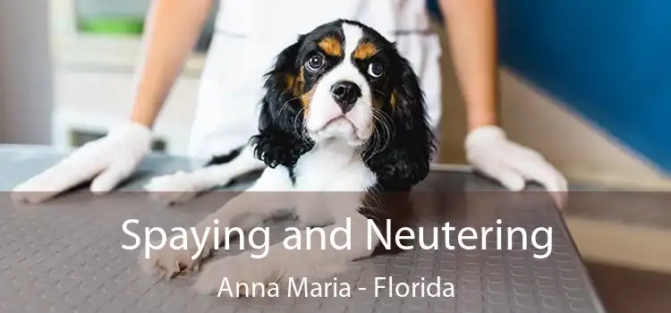 Spaying and Neutering Anna Maria - Florida