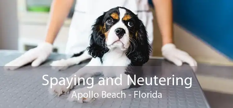 Spaying and Neutering Apollo Beach - Florida