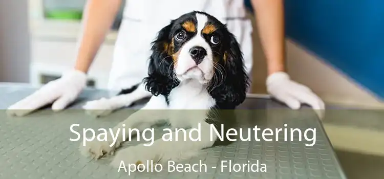 Spaying and Neutering Apollo Beach - Florida