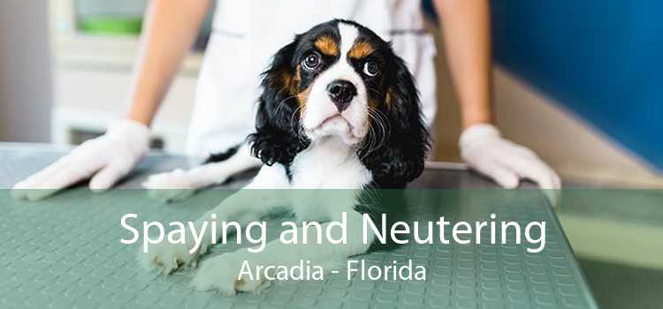 Spaying and Neutering Arcadia - Florida