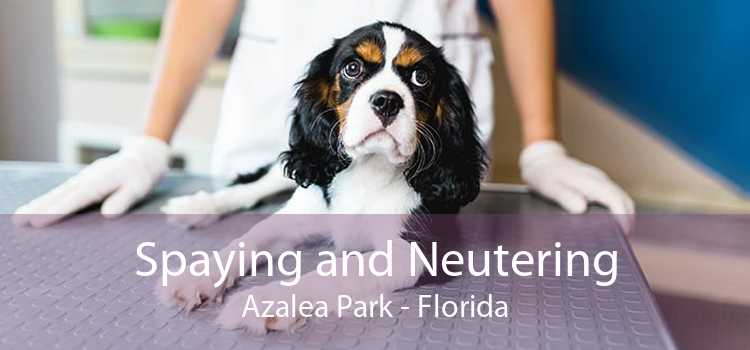 Spaying and Neutering Azalea Park - Florida