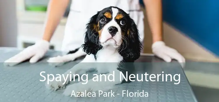 Spaying and Neutering Azalea Park - Florida