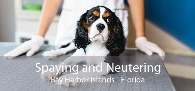 Spaying and Neutering Bay Harbor Islands - Florida