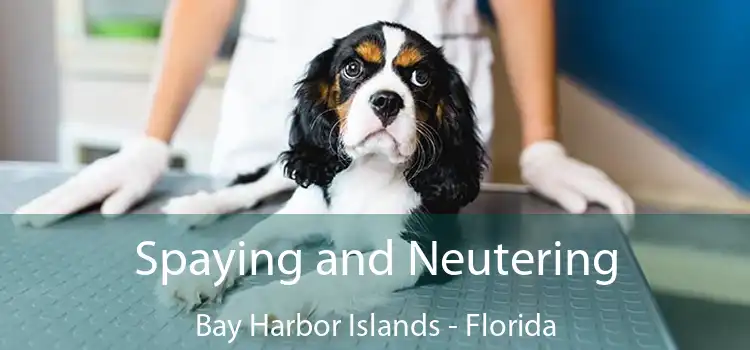 Spaying and Neutering Bay Harbor Islands - Florida