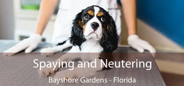 Spaying and Neutering Bayshore Gardens - Florida