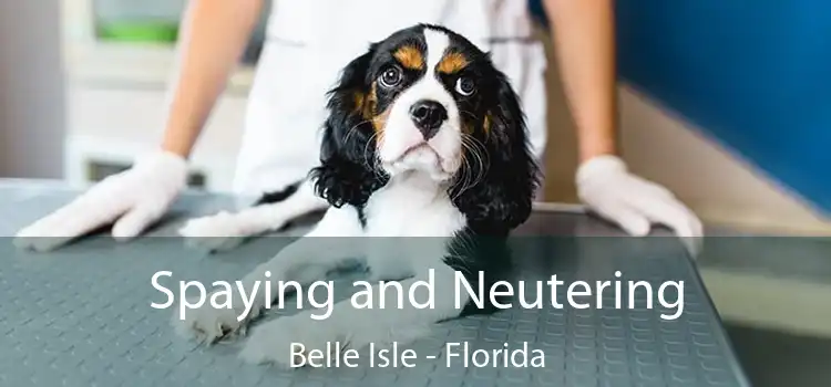 Spaying and Neutering Belle Isle - Florida